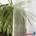 Lona Plástica De Polietileno 70g/m² 2x2 Transparente IWLP22TR - 8